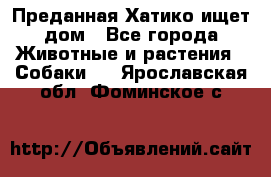 Преданная Хатико ищет дом - Все города Животные и растения » Собаки   . Ярославская обл.,Фоминское с.